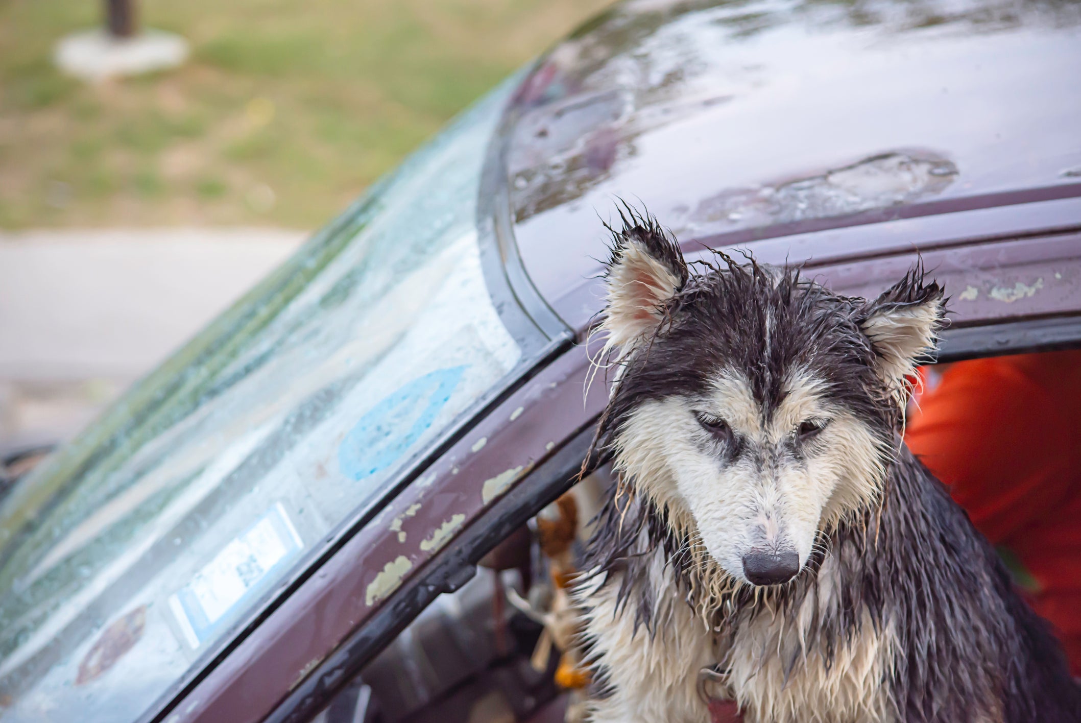 All About The Dog Seat Cover - Malo'o Racks