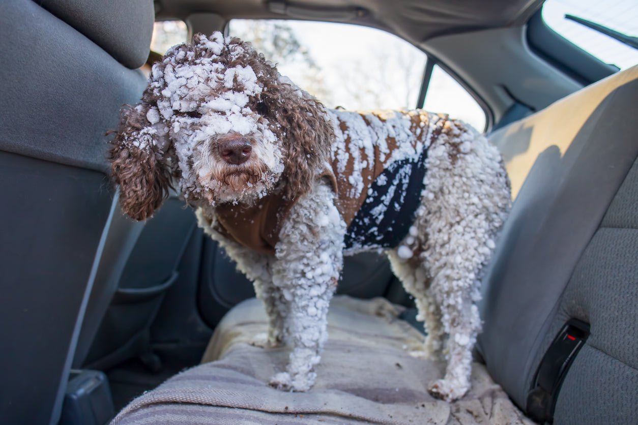 Car Seat Cover for Wet Gear: A Must-Have for Outdoor Enthusiasts - Malo'o Racks