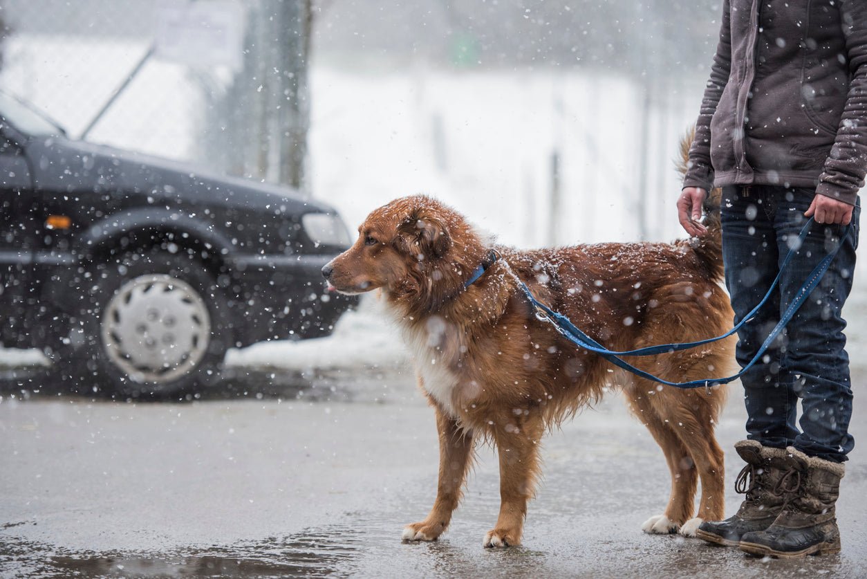 Car Seat Covers to Tackle Wet Dogs and Tricky Gear Transport - Malo'o Racks
