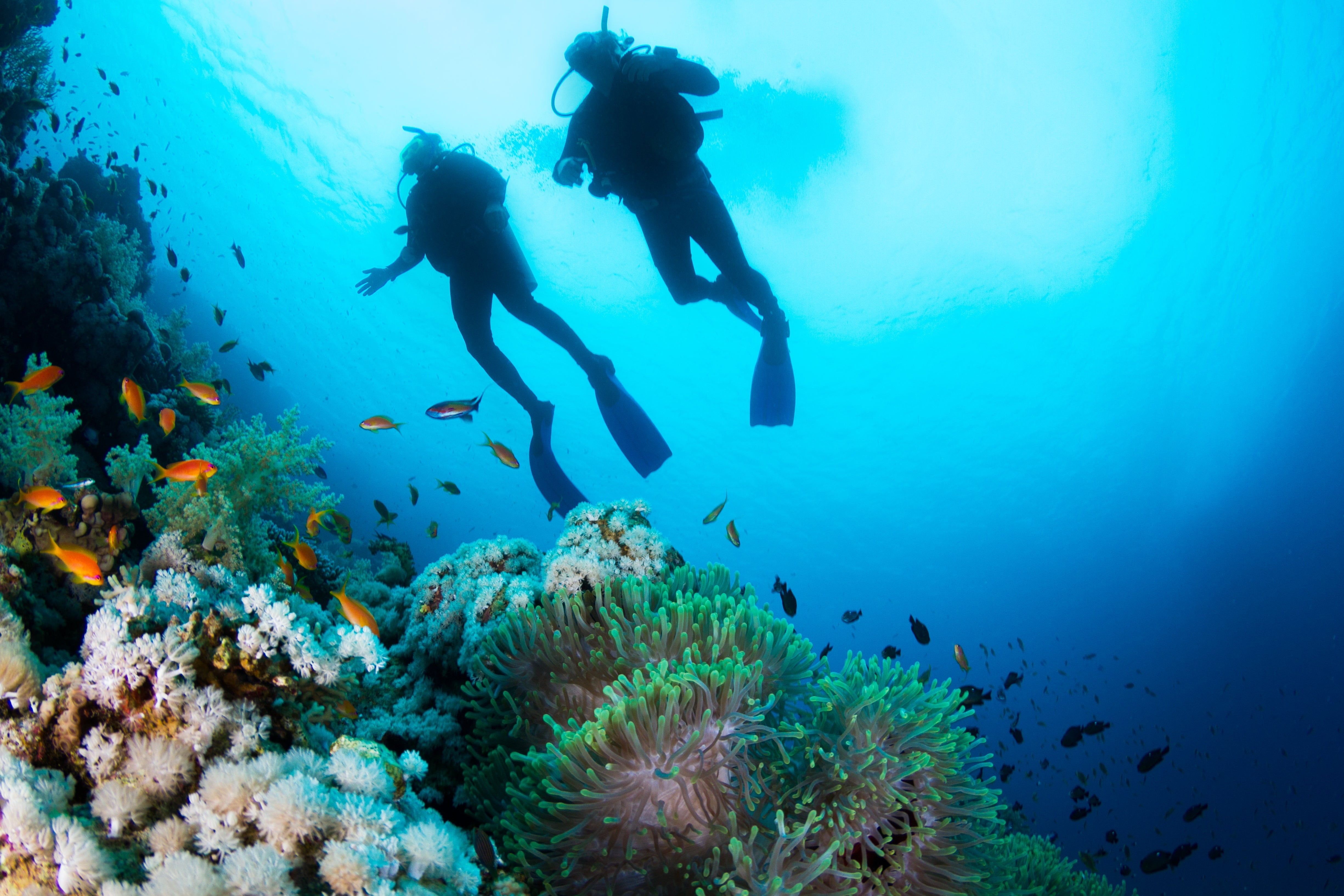 Top 10 Essentials For Scuba Diving - Malo'o Racks